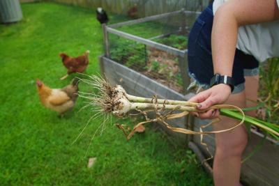 garlic garden