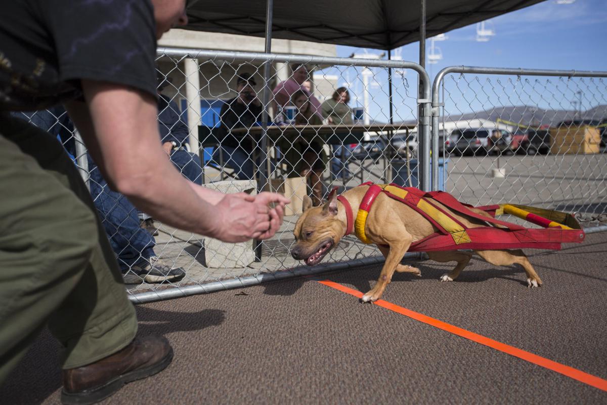 Dogs Pull Much More Than Their Own Weight In Yakima Compeion Dogs Pull Much More Than Their Own