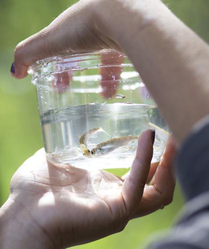 May 27 | Salmon release