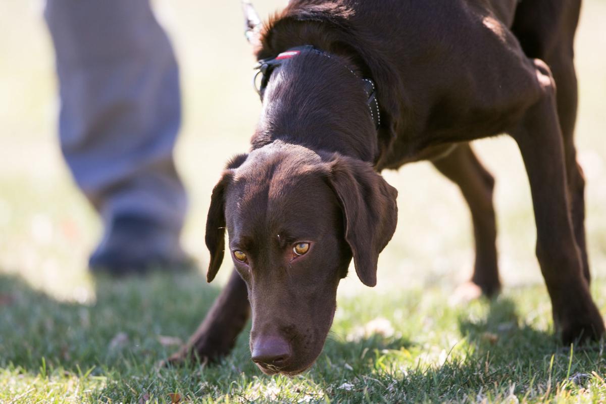 Yakima County Coroner S First Cadaver Dog Justice Is Ready To Get To Work Crime And Courts Yakimaherald Com