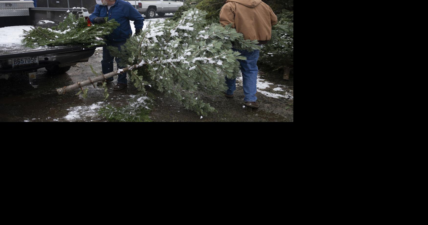 Here's where to take old Christmas trees in Yakima and Kittitas counties Local