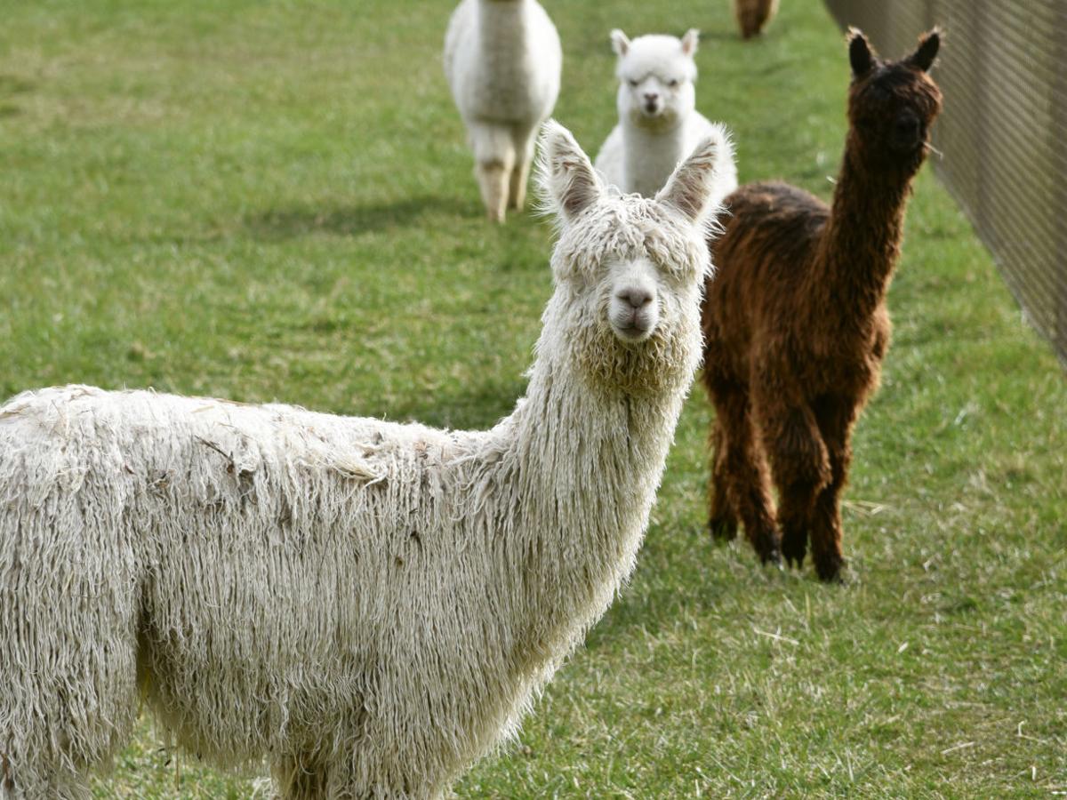 Uber Alpaca Farm Community Yakimaherald Com