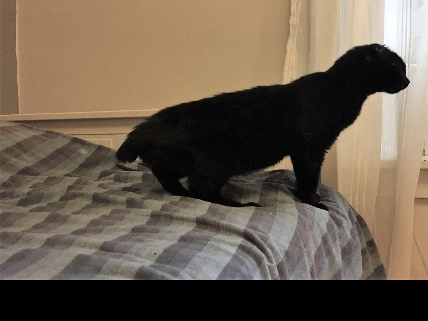 Someone Cut Off Feral Cat S Ears Tail But Rescue Group Giving