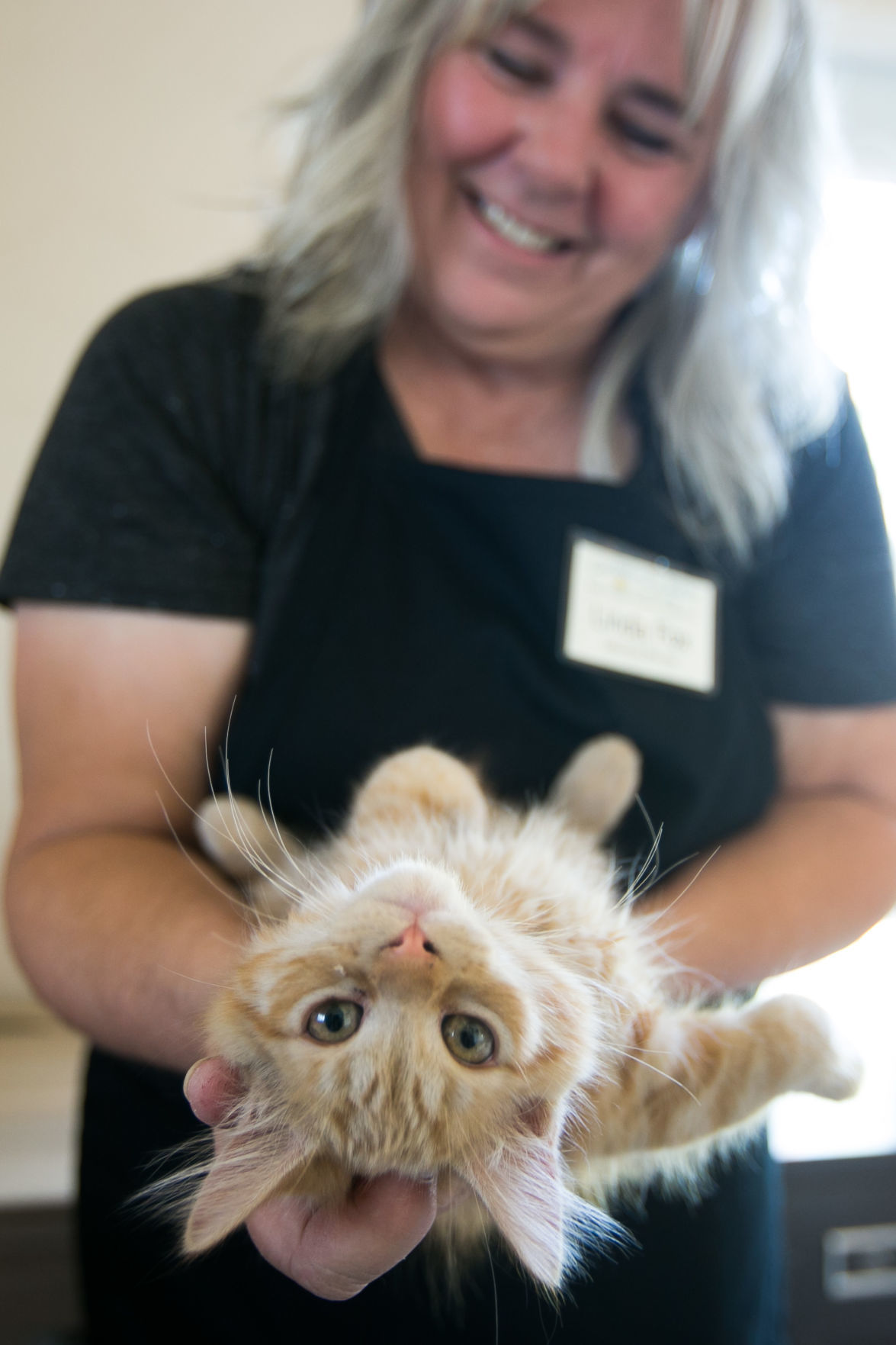 Fabulous felines at the Calico Cat  Cafe  and Barkery are 