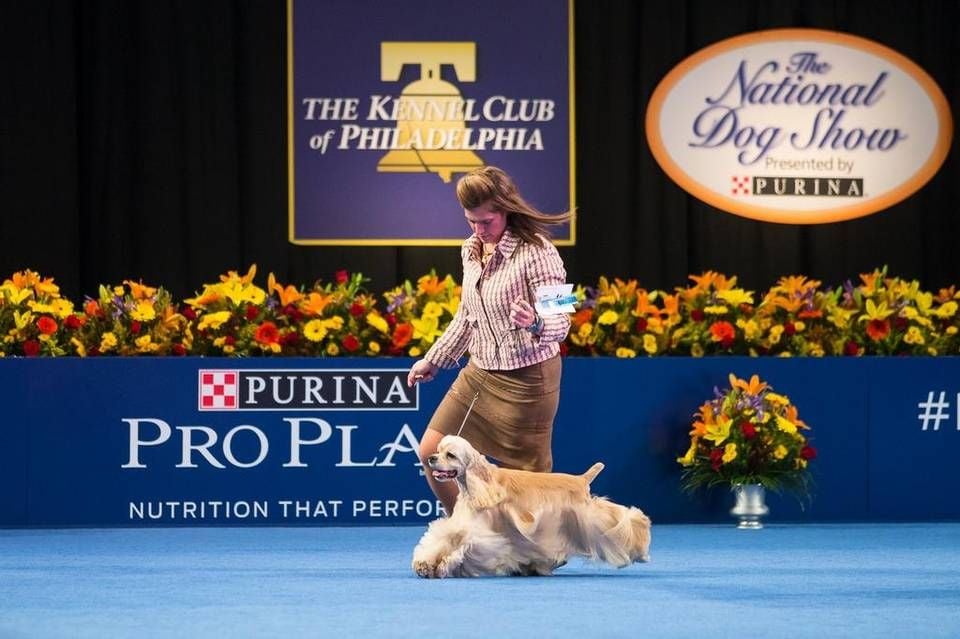 Kennel club cheap cocker spaniel