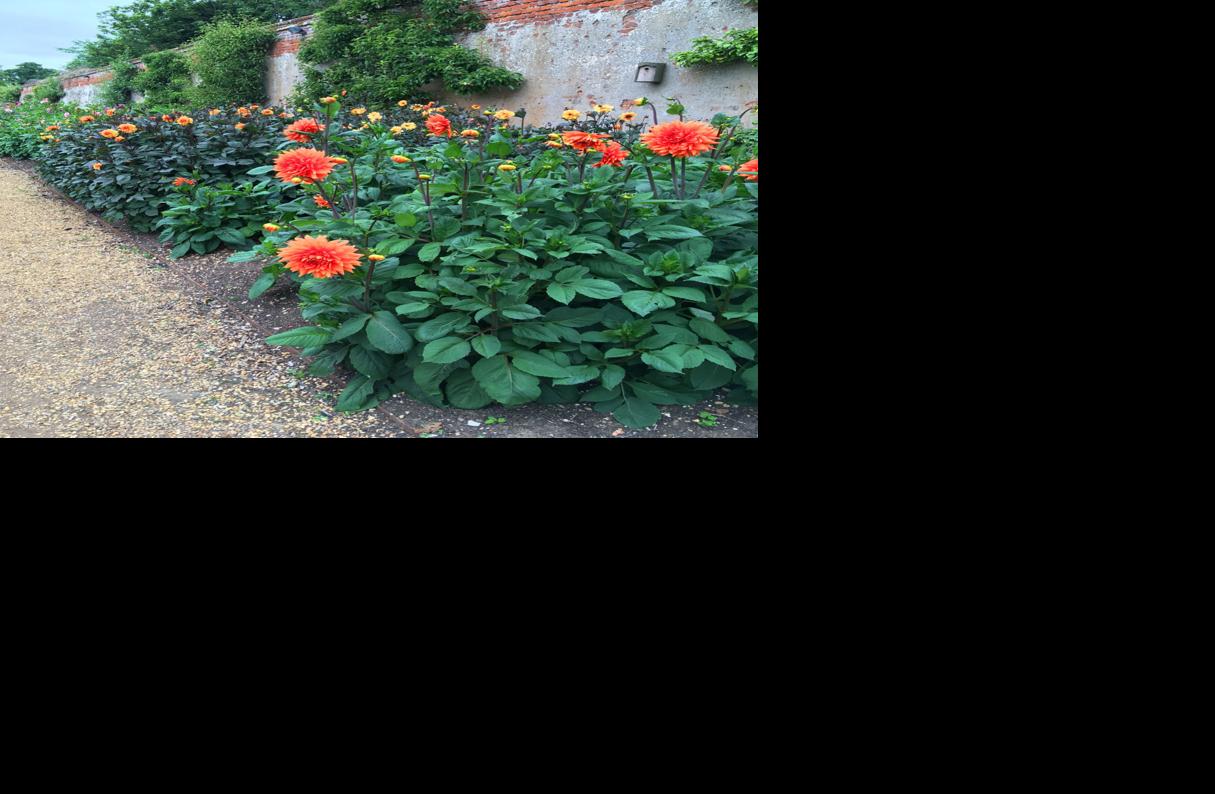 resized The Old Vicarage at East Ruston orange dahlia.jpg