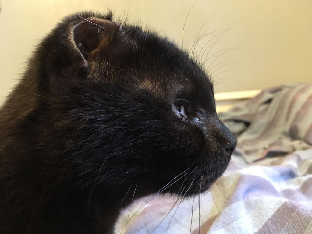 Someone Cut Off Feral Cat S Ears Tail But Rescue Group Giving