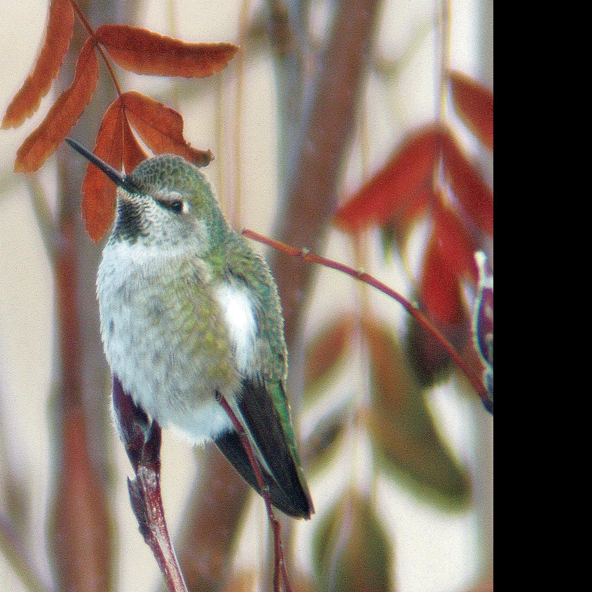 Wildlife Moment Keep An Eye Out For Hummingbirds Sports