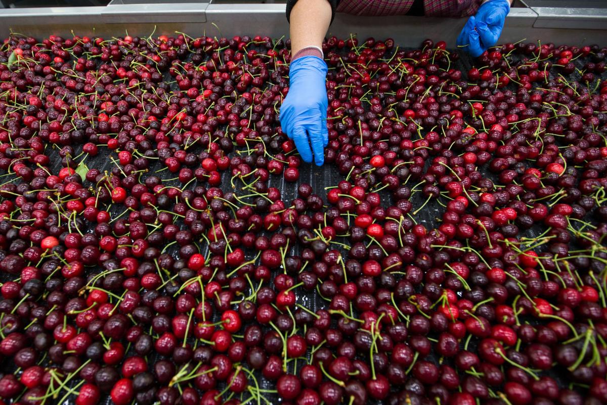 Yakima Valley epicures looking for Northwest cherries should act