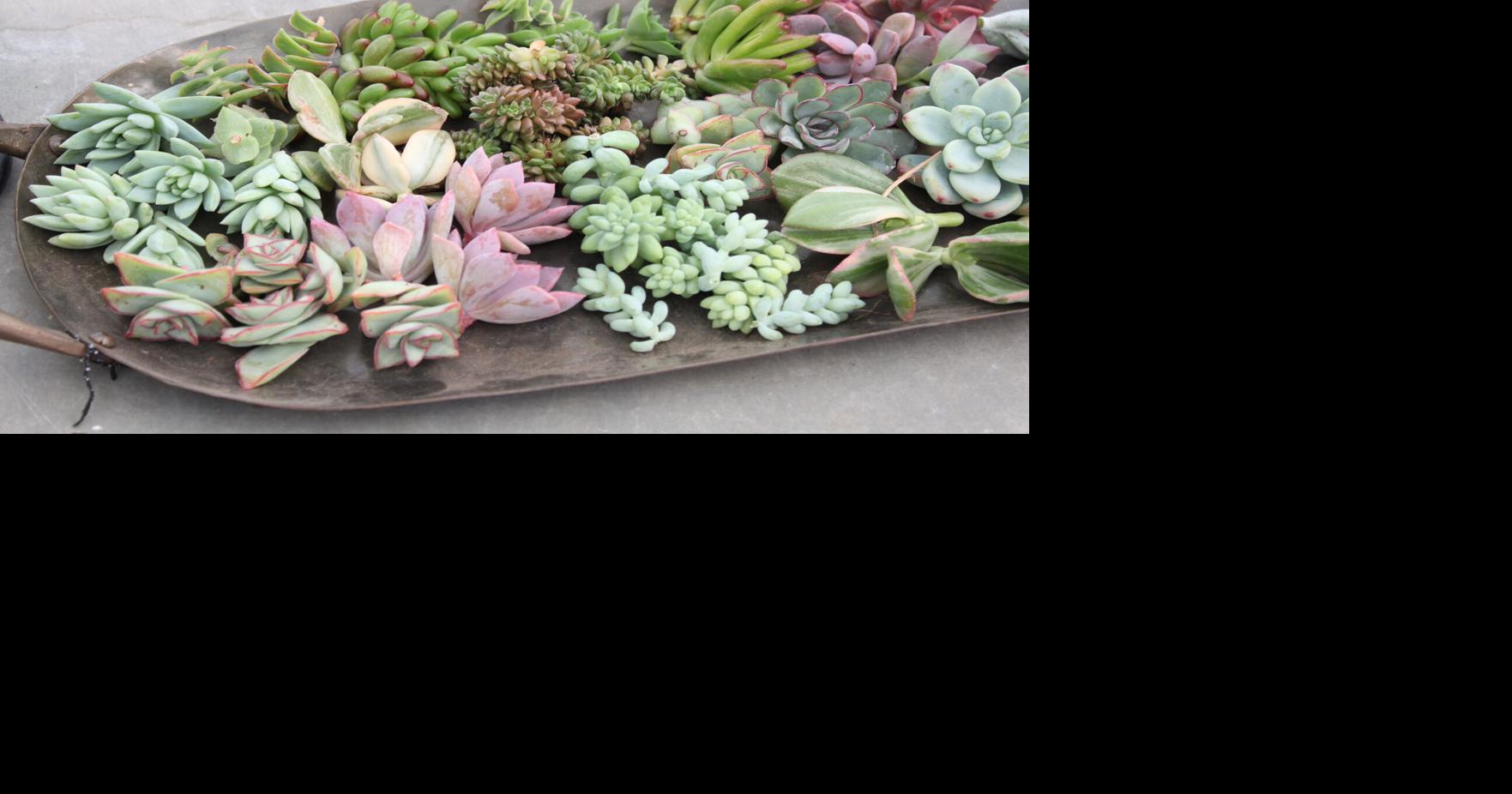 Review Cowiche Creek Nursery succulent class Explore Yakima