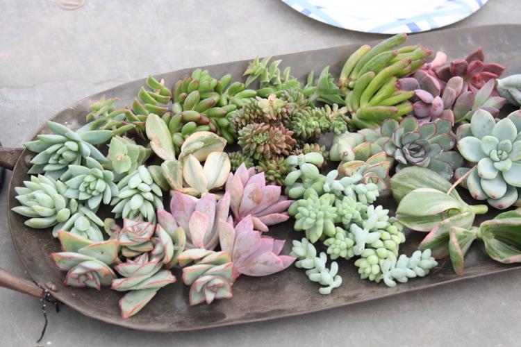 Review: Cowiche Creek Nursery succulent class | Explore Yakima |  yakimaherald.com