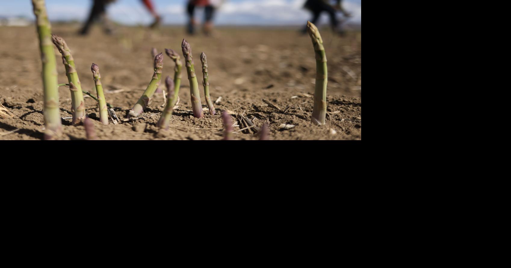 Asparagus harvesting starts slow for farmers, but market prices are higher