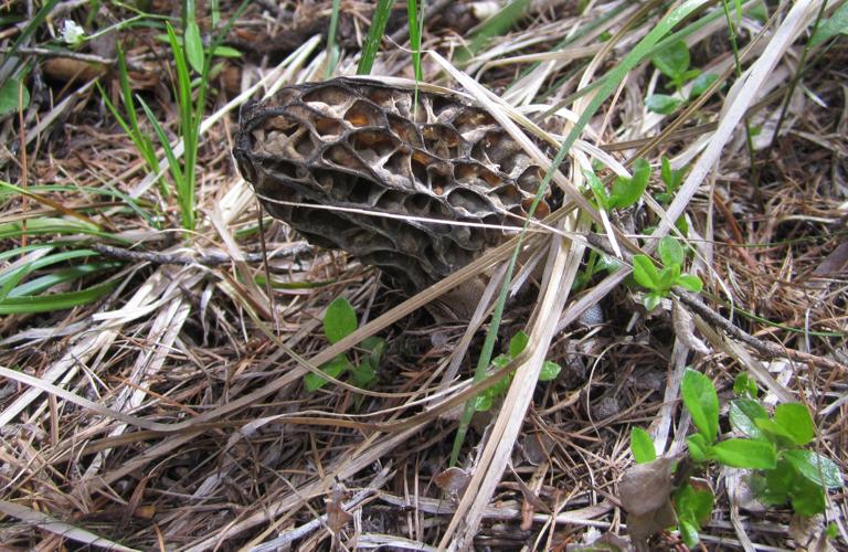 Kenny Morris makes morel hunting look like easy pickings Outdoors and