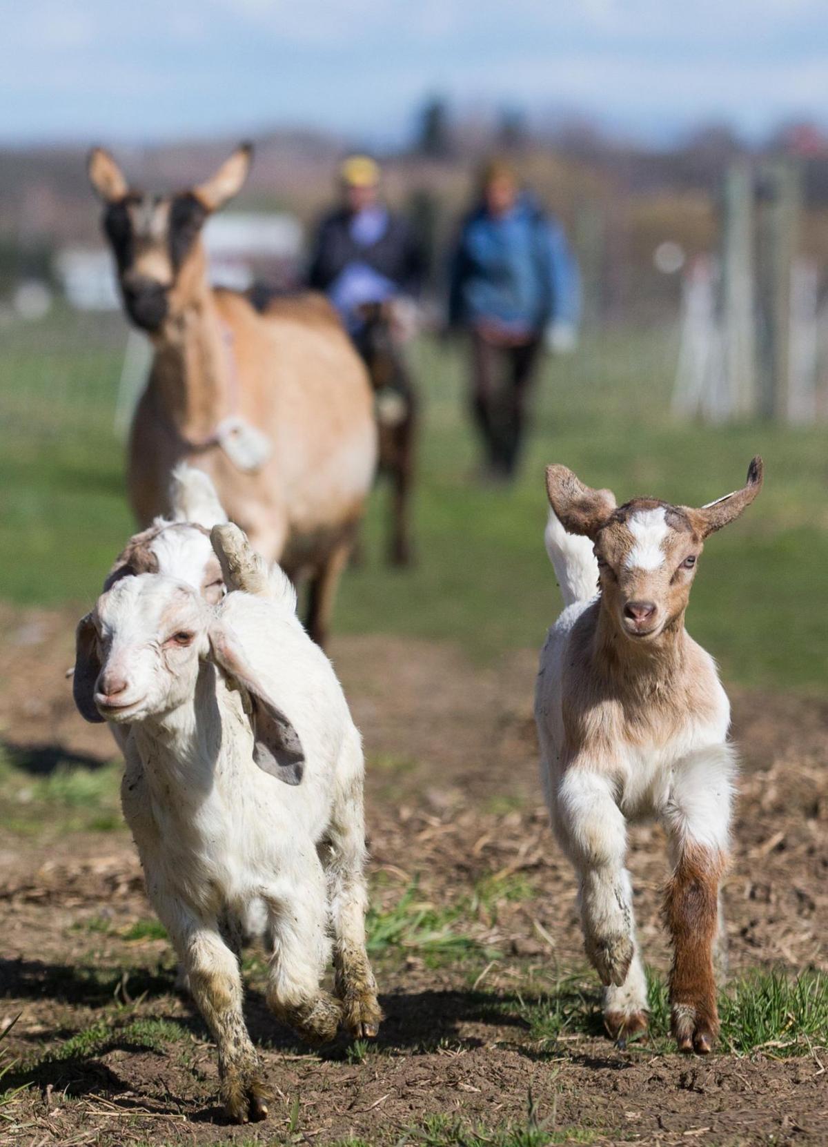 April Fools Day A Chance To Get Someone S Goat Local