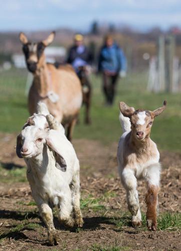 baby goats for sale near me craigslist