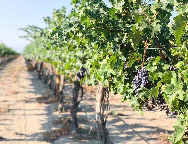 Grapes on the vine in Sheridan Vineyard