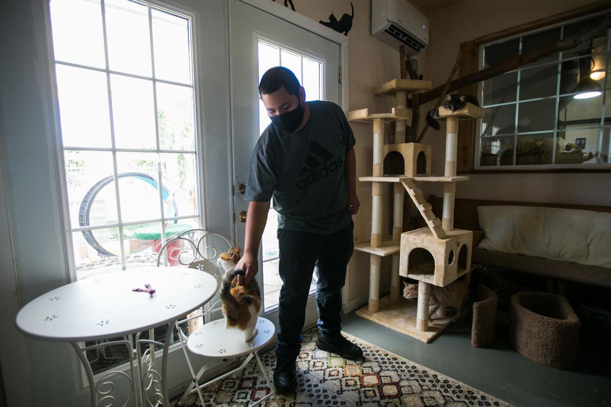 Cat Cafe in Zillah faces double pandemic challenge as a Cat Cafe in Zillah faces double pandemic challenge as a