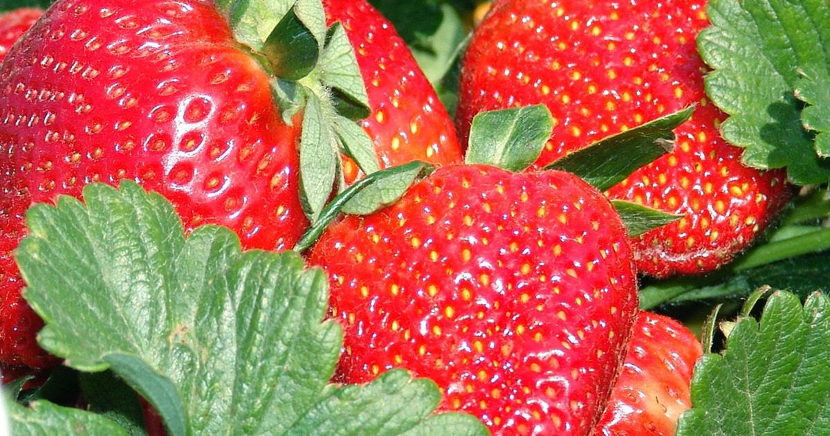 Master Gardeners: Growing berries, Part I | Home And Garden Master Gardeners: Growing berries, Part I | Home And Garden