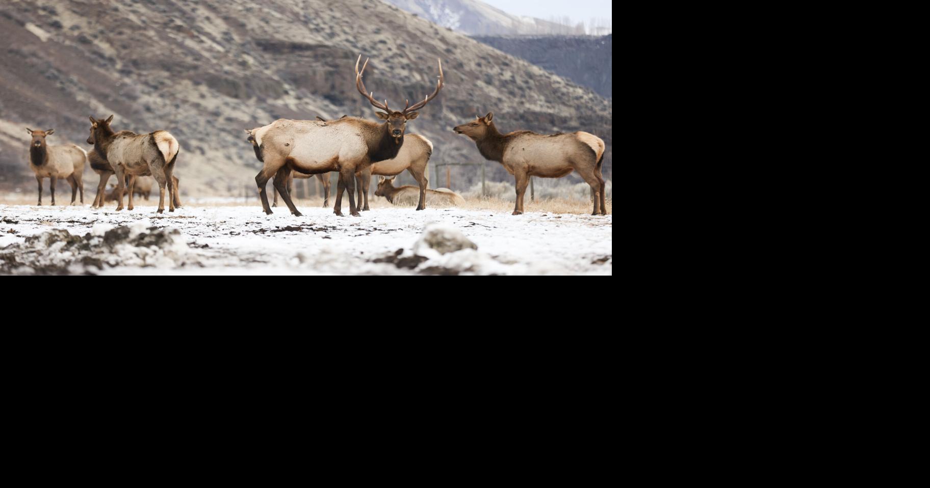 Winter's arrival brings elk feeding back to Oak Creek | Outdoors ...