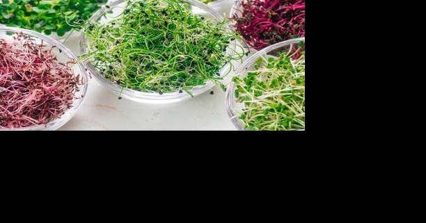 Yakima County Master Gardeners: Growing microgreens - Vimarsana News