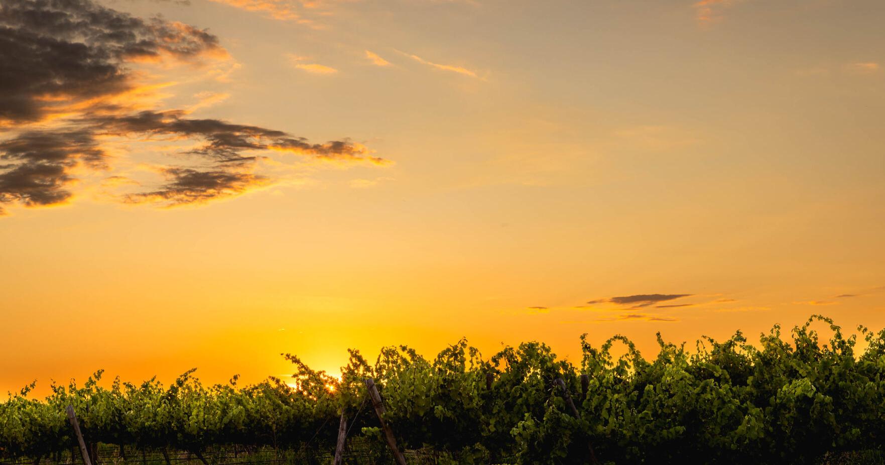 Wine Scene: A trail of summer whites in the Yakima Valley - Vimarsana News