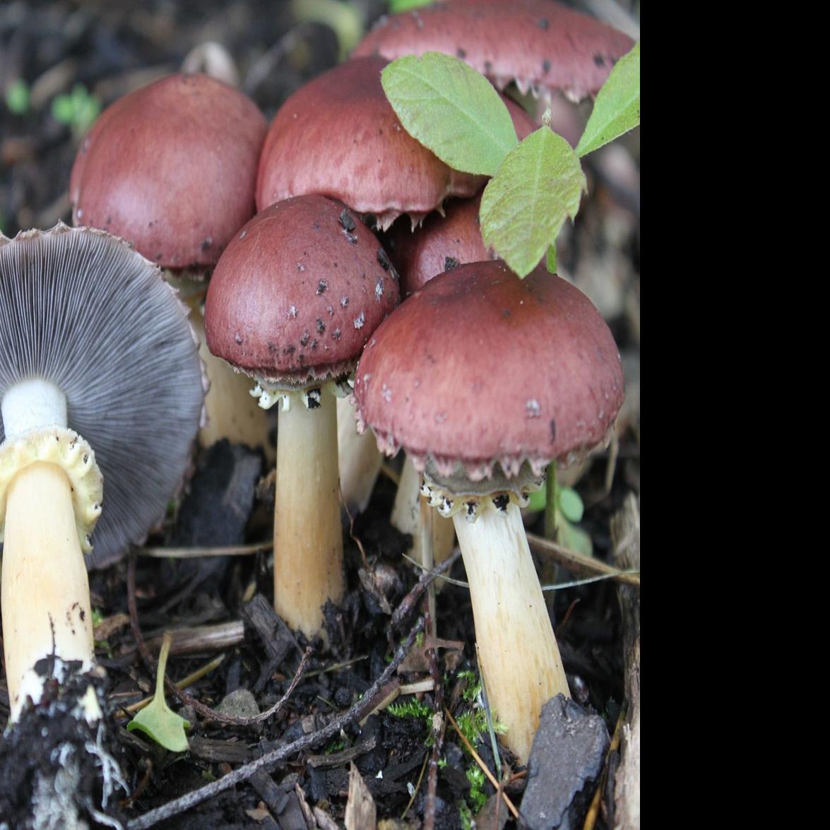 Master Gardeners Have You Considered Growing Mushrooms In Your