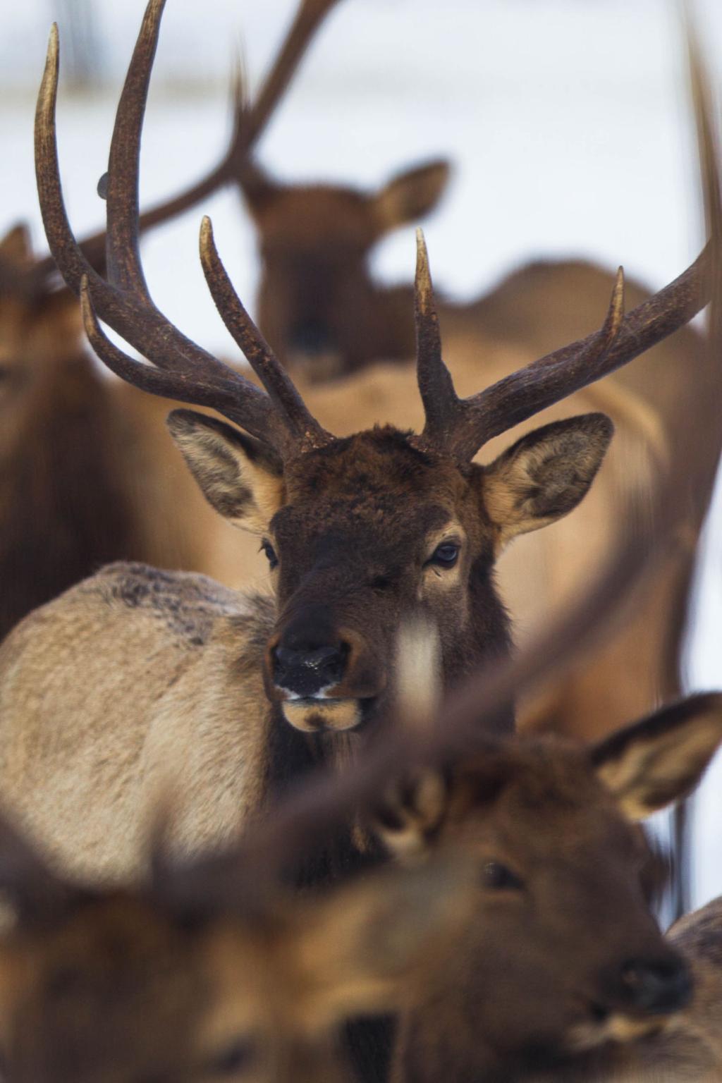 elk and friends vs wee sprouts｜TikTok Search