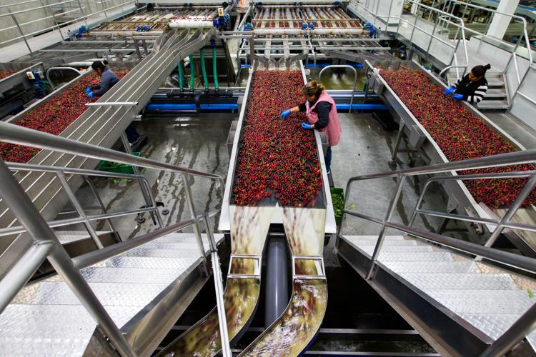 Photos: Northwest cherry packing | News Photos | yakimaherald.com