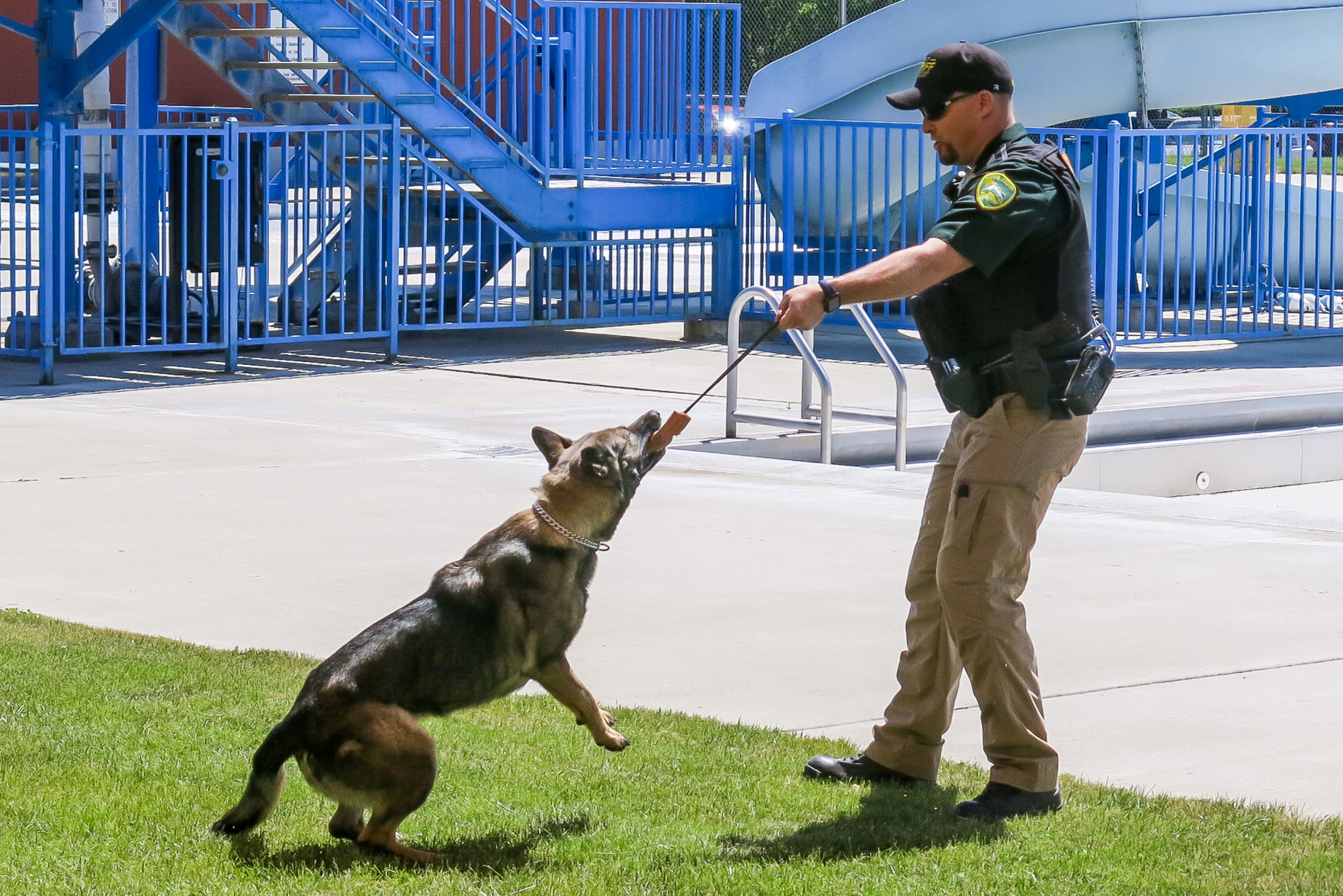 what do police dogs do