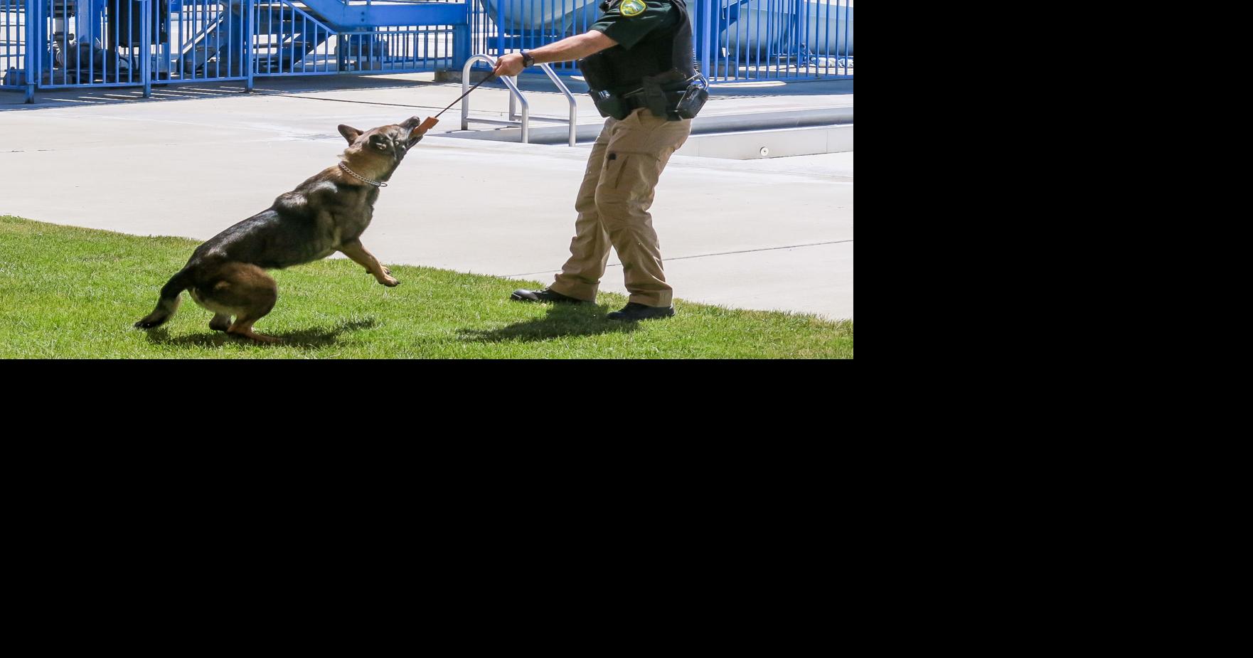 K-9s -- How they get the dogs, what they do, and their obvious benefits, Local