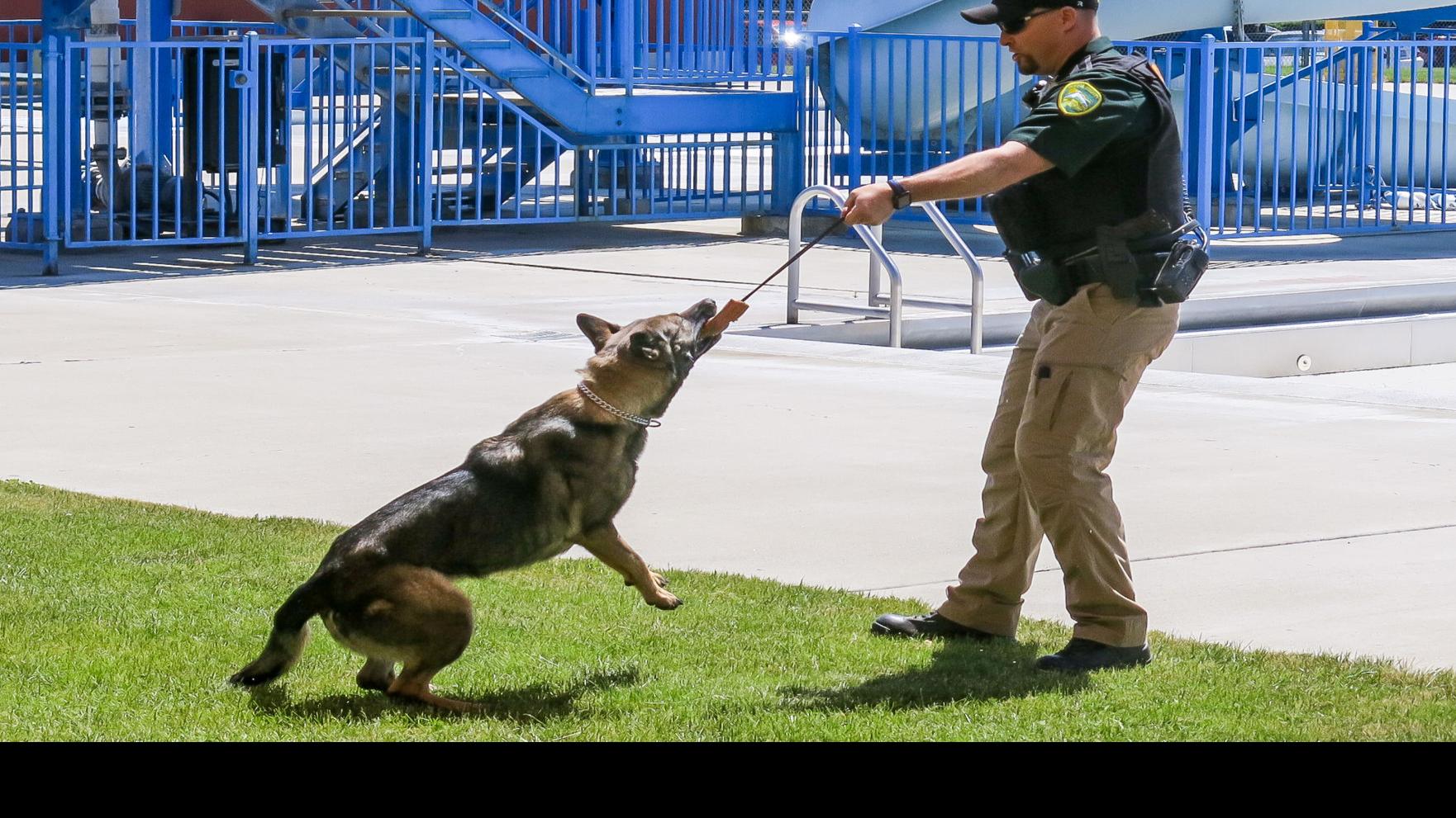 how old do police dogs have tobe