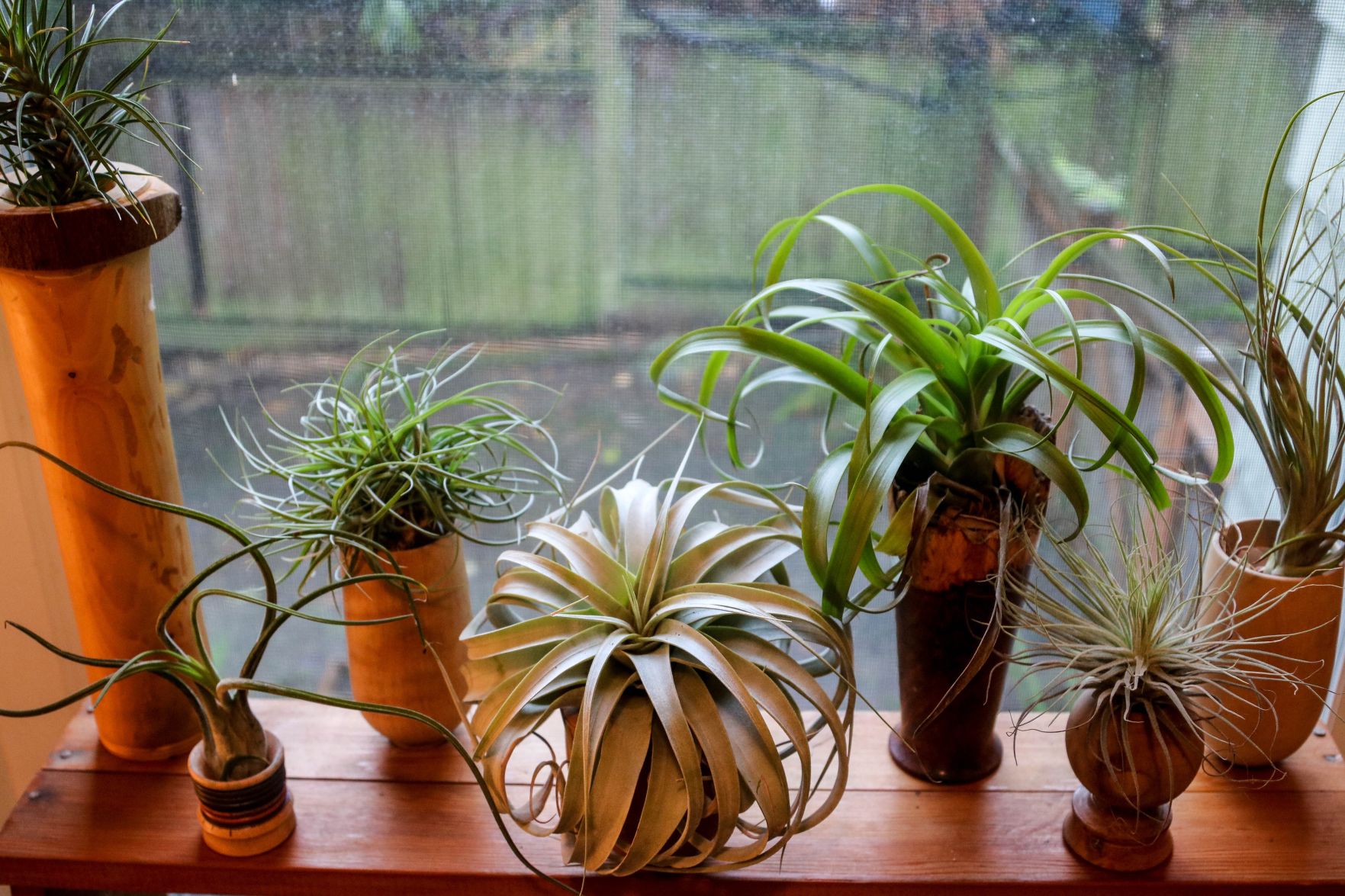 In the Garden: Air plant error: A lesson on the lovely tillandsias
