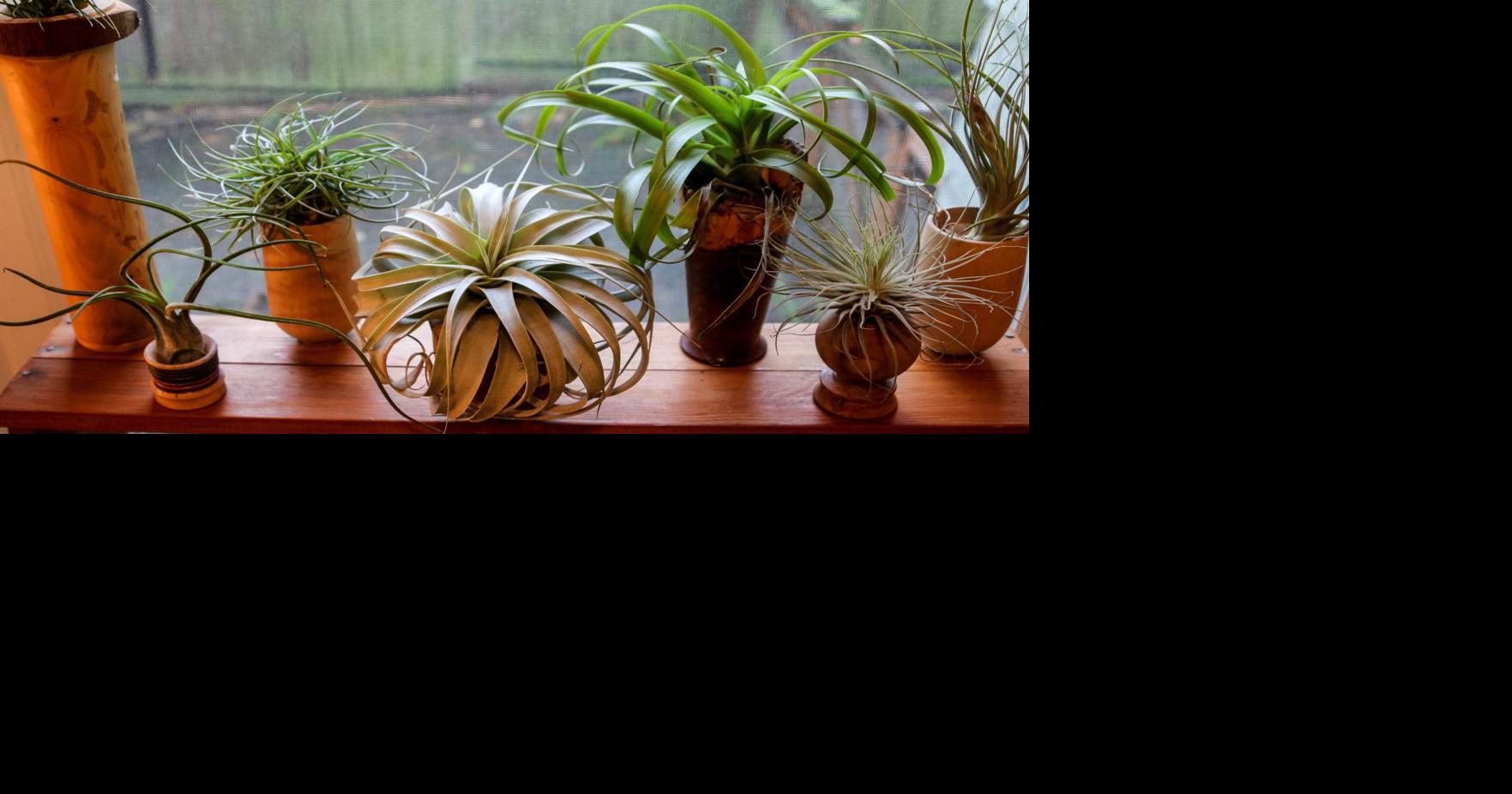 skeleton key pothos Pothos 'Skeleton Key' | Rare Morphing Epipremnum pinnatum main image 1
