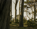 “San Francisco” by Jake Parrish