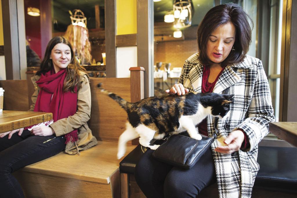 Cat Cafe Offers Food Felines And Opportunities For