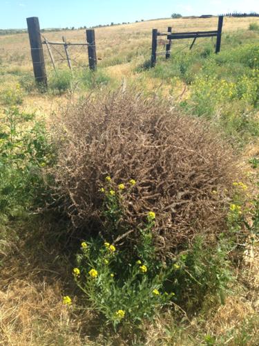 Giant tumbleweed an invasive species that's here to stay – from UC  Riverside – CDFA's Planting Seeds BlogCDFA's Planting Seeds Blog