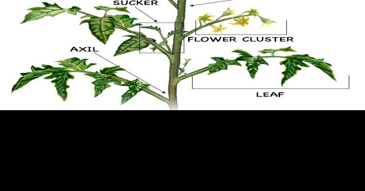 In The Garden: Tip-top tomatoes aren't so tough | Home And ...