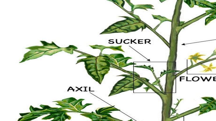 In The Garden: Tip-top tomatoes aren't so tough | Explore ...