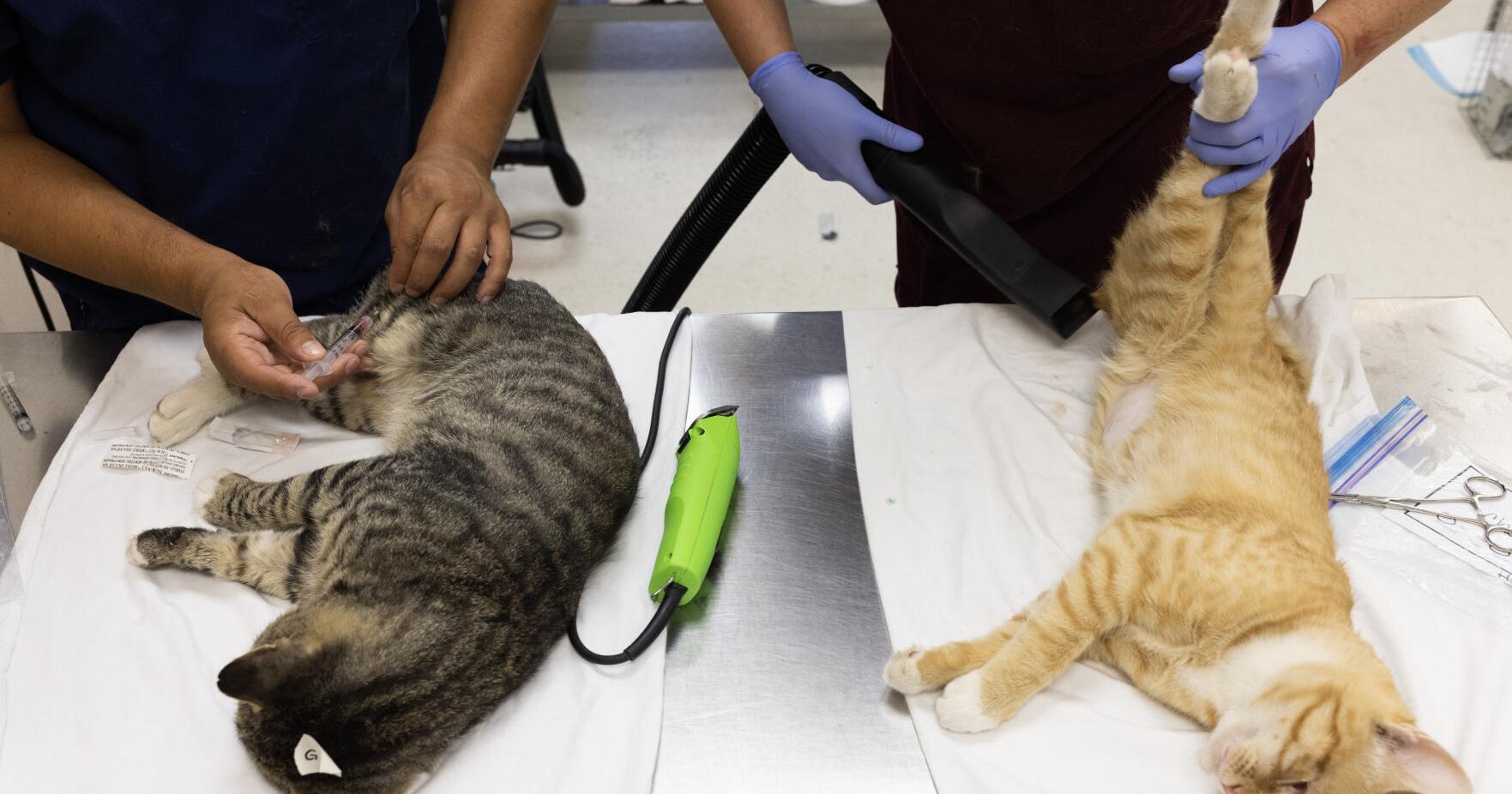 Animal lovers work to safely curb thousands of feral cats in Yakima - Vimarsana News