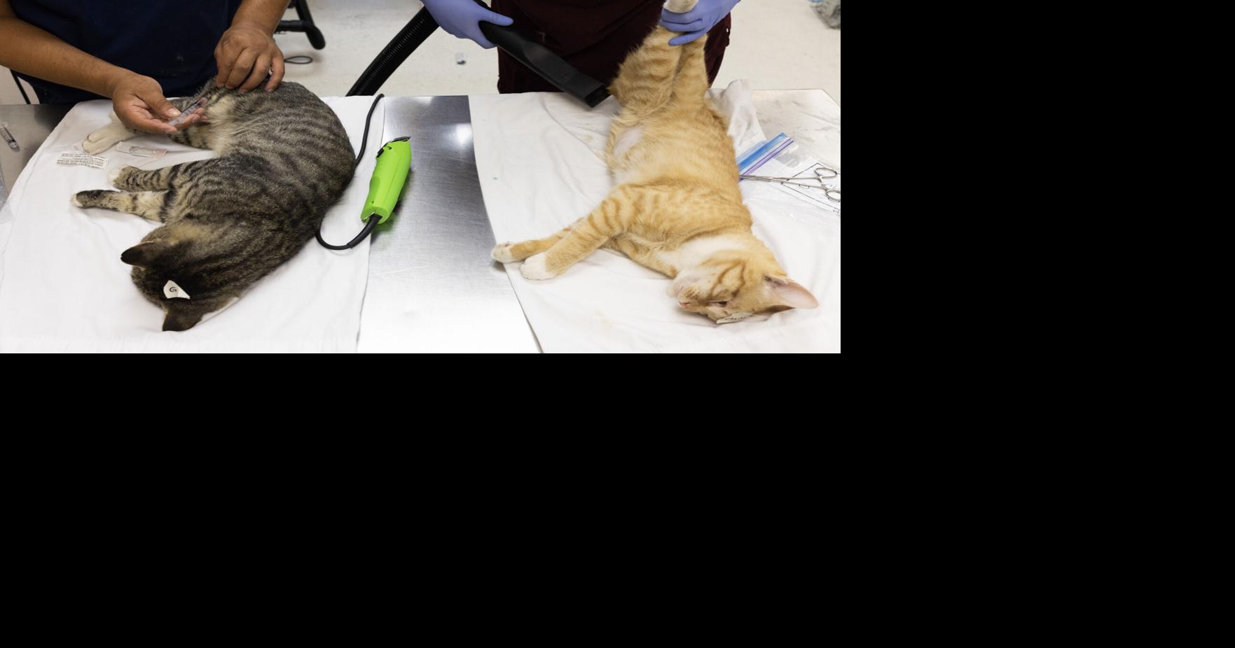 Animal lovers work to safely curb thousands of feral cats in Yakima