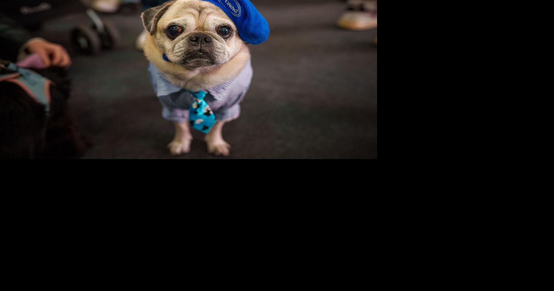 Photos of pets dressed up in costumes for Romania’s annual animal expo