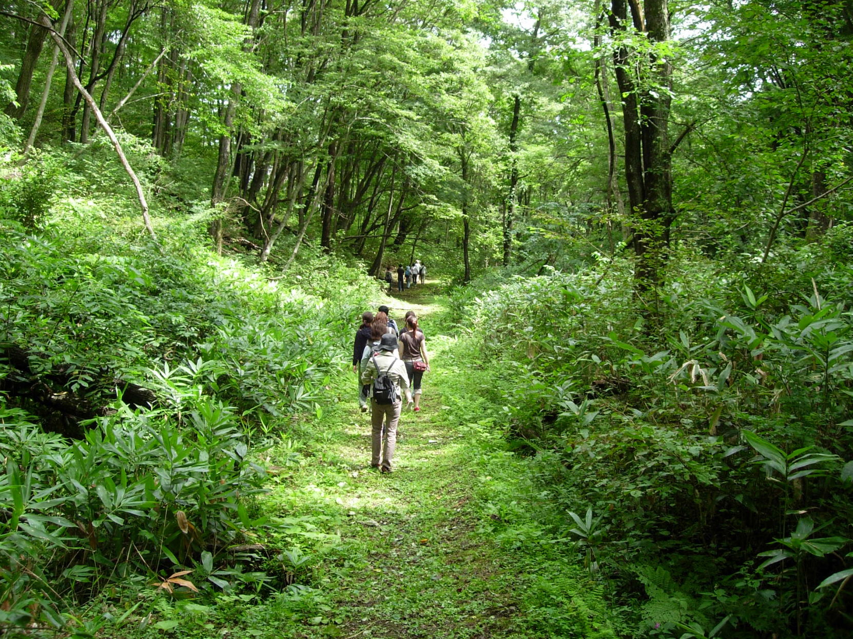 Book Scene: The power of the forest, in a book | Arts And