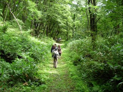 Book Scene The Power Of The Forest In A Book Literature Yakimaherald Com