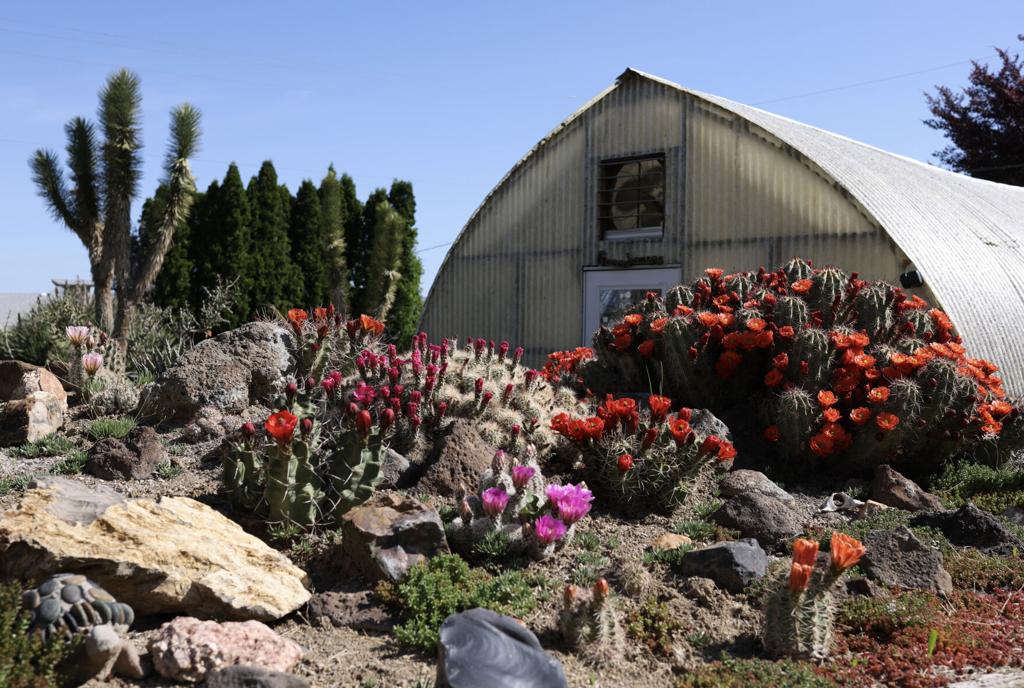 Yakima cactus garden continues to welcome visitors as part of a family  tradition | Explore Yakima | yakimaherald.com
