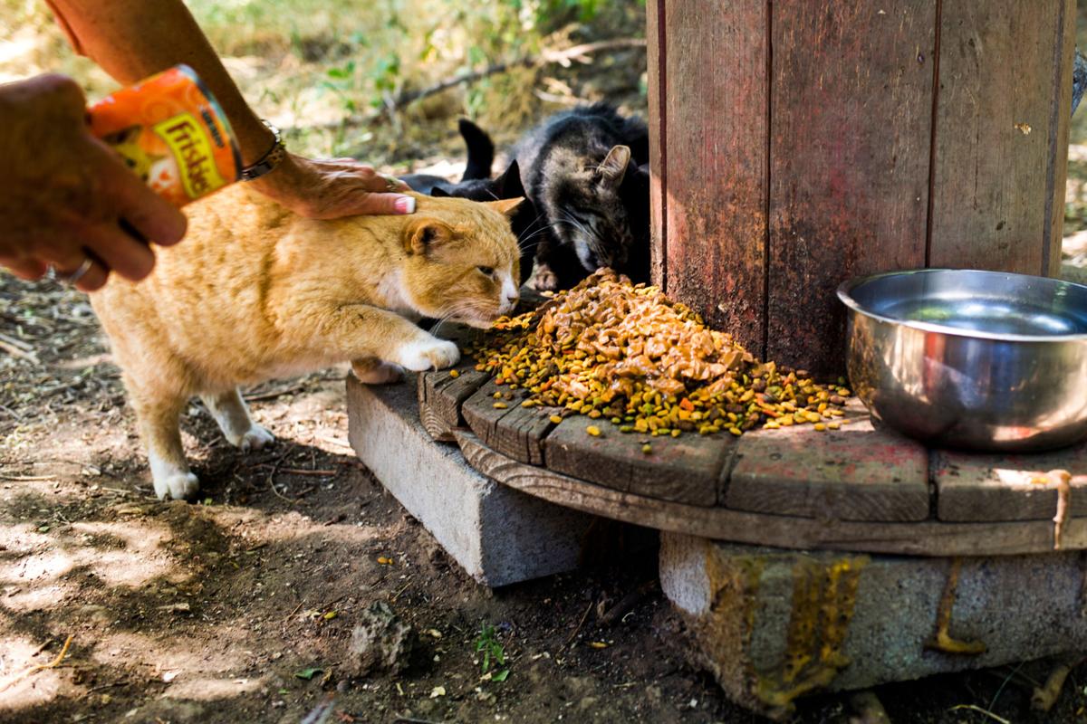 The Abcs Of Tnr Care Control Of Cat Colonies Local