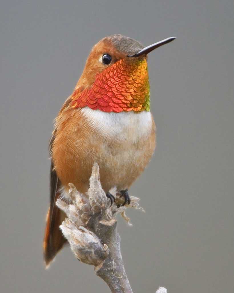 Gardening column: Encourage hummingbirds to visit your yard | Home