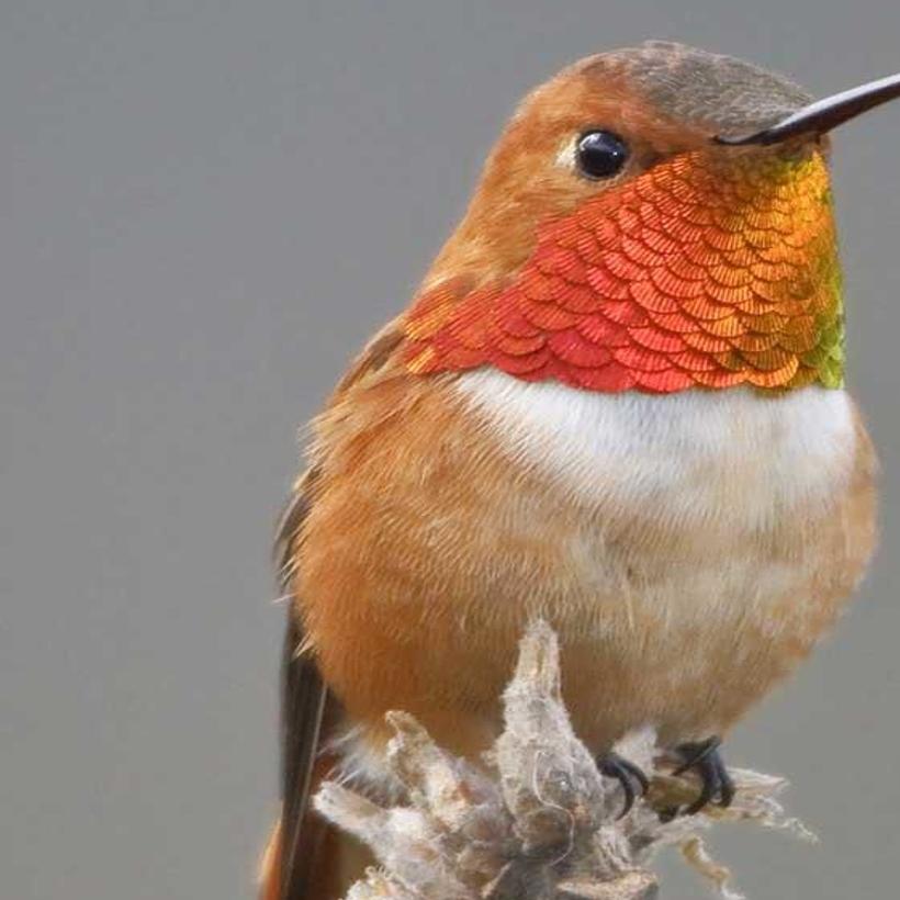 Gardening Column Encourage Hummingbirds To Visit Your Yard Home