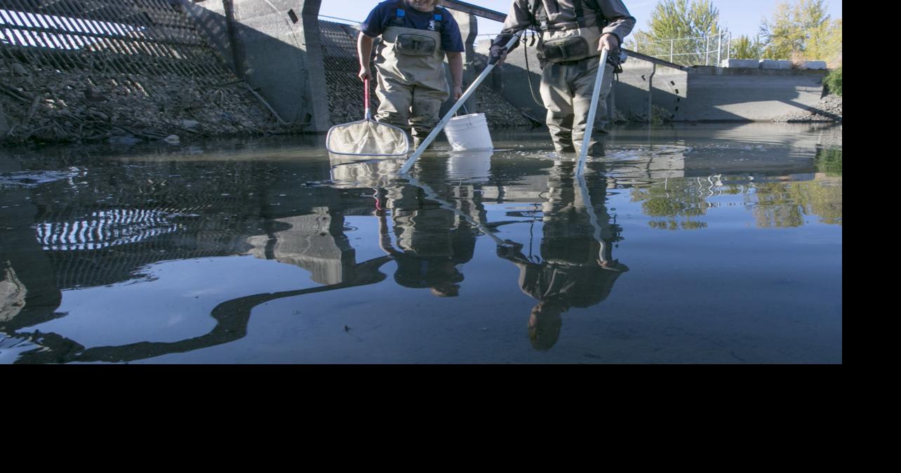 Yakama Nation biologists help secure lamprey survival Local