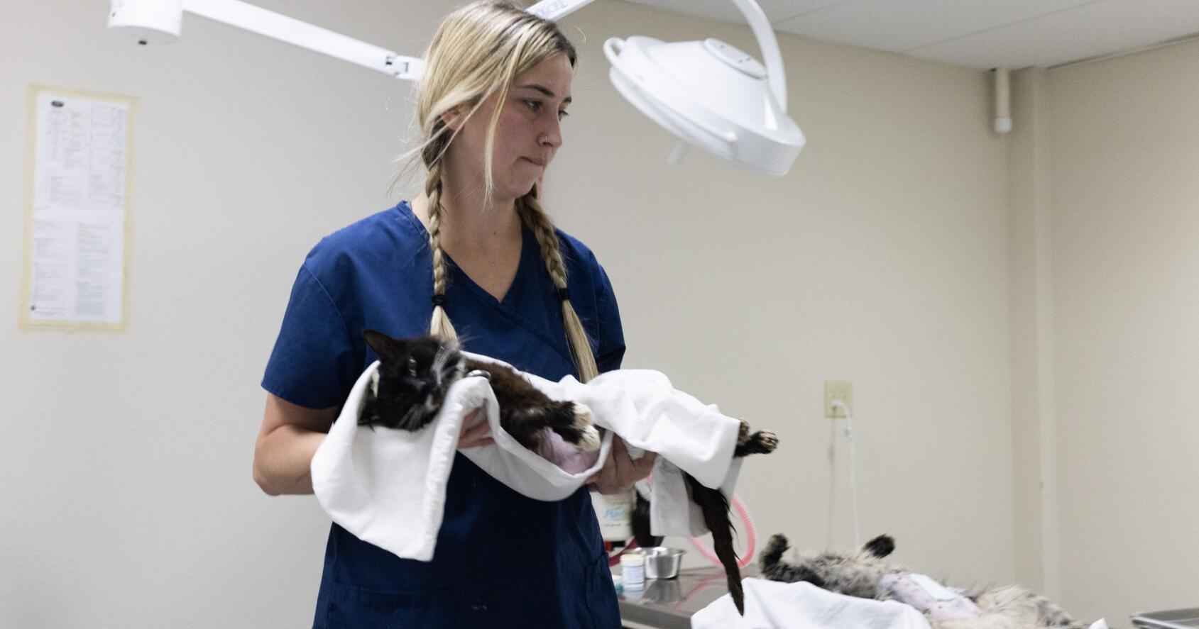 Opinion: Big-hearted cat-rescue volunteers deserve our thanks - Vimarsana News