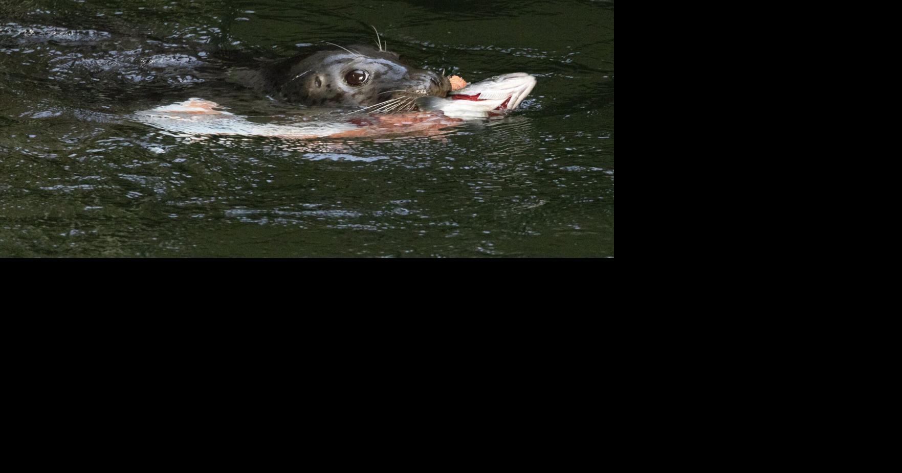 Congress weighs killing more seals, sea lions to save salmon